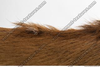 animal skin doe fur 0004